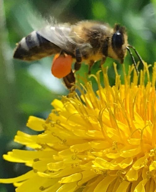 4648CFA1-DEB2-4136-8DD8-9B656E2E581A - Dunarea