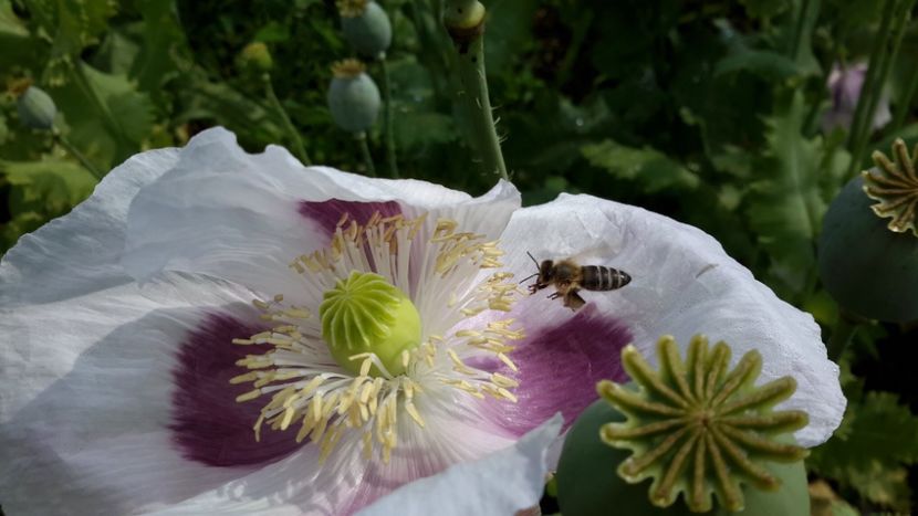 7C4D72D3-BBAA-4FB3-ADB6-F9883560B252 - Dunarea