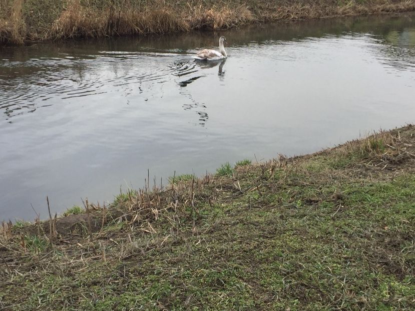 0A21D5C9-C8D7-477A-912D-A08204D62F55 - Dunarea