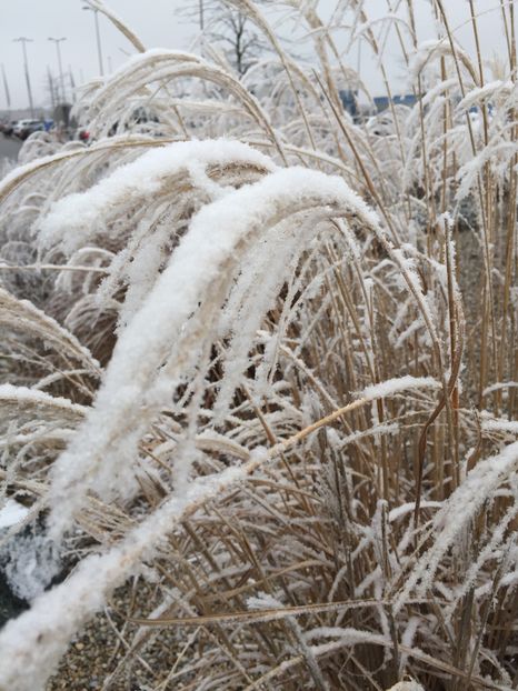 99A53209-B201-49ED-BF6D-9B41AD20DC64 - Dunarea