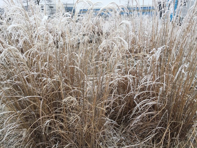 9B151429-F88F-4440-96AA-3BF64E7D9C92 - Dunarea