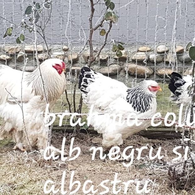 - A 1 Brahma columbia alb negru 2020