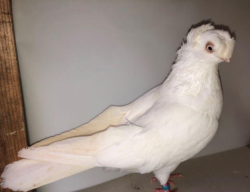 7183  femelă  2018 - 00001 porumbei dragi mie arhivă