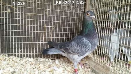  - NU AMI APARTIN 2020