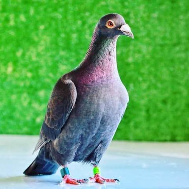  - NU AMI APARTIN 2020