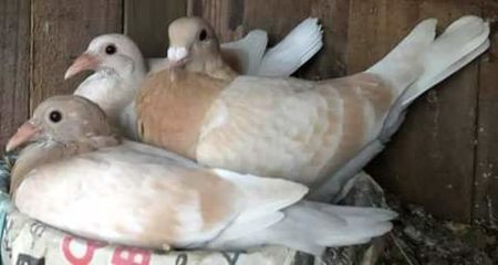  - NU AMI APARTIN 2020