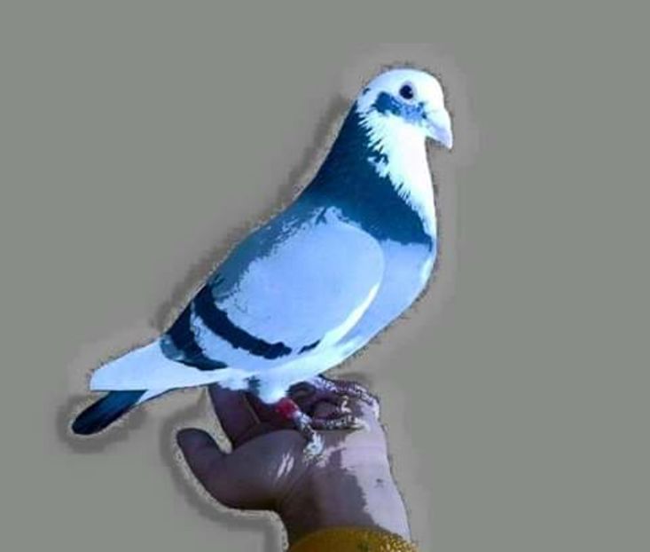  - NU AMI APARTIN 2020