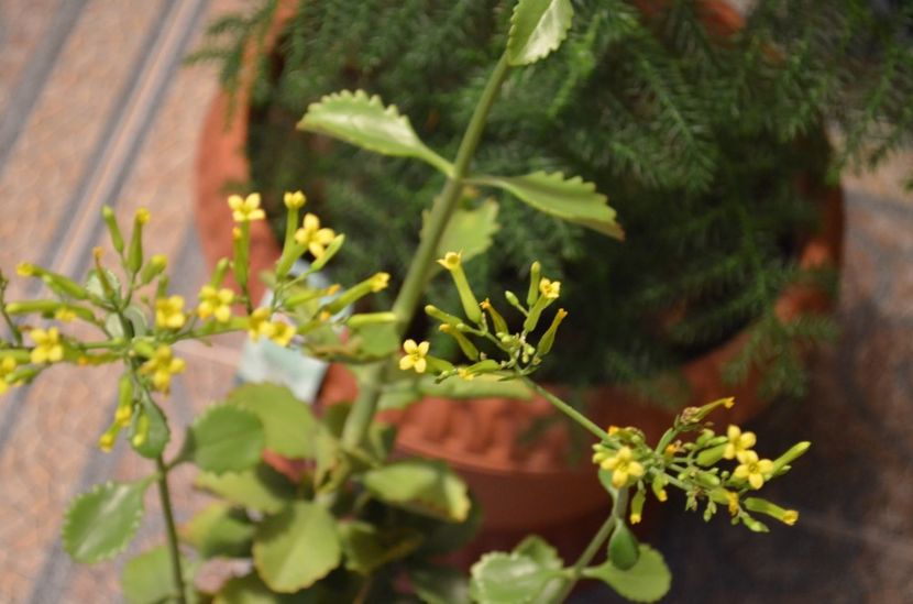  - suculente si cactusi