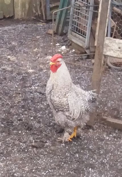 Febletea mea - Pasarile mele