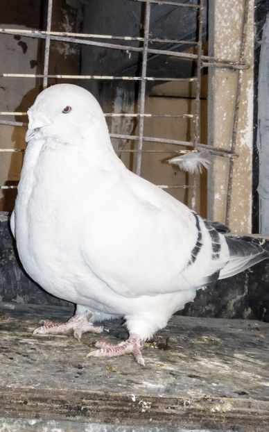  - - A - A - A - A- W A R N I N G !