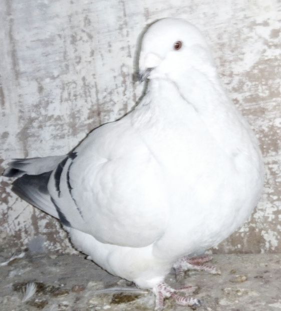  - - A - A - A - A- W A R N I N G !