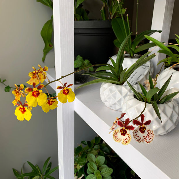  - Plante de interior 2020