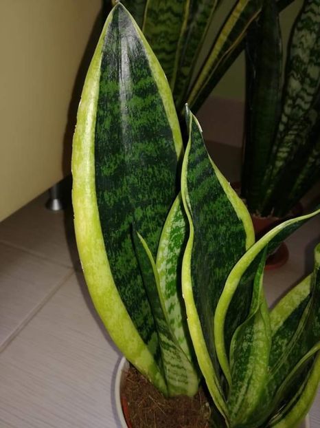  - Sansevieria