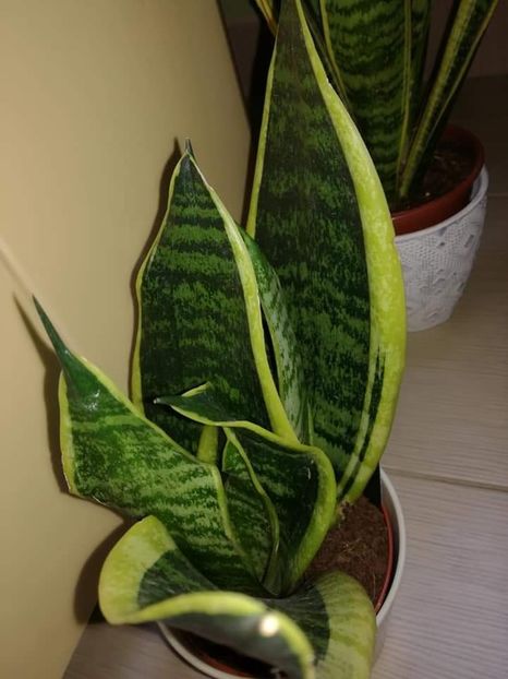  - Sansevieria