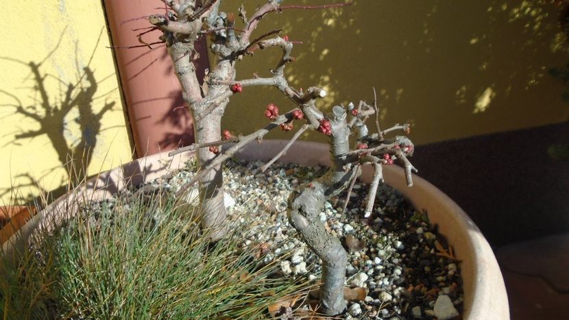 30 ian. 2020 - Gutui japonez, boboci - Bonsai si prebonsai 2018-2020