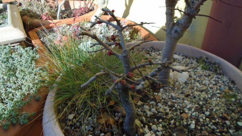 30 ian. 2020 - Gutui japonez, boboci - Bonsai si prebonsai 2018-2020