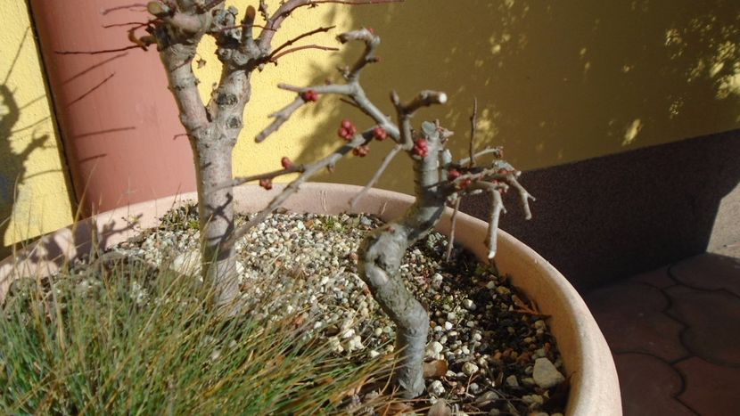 30 ian. 2020 - Gutui japonez, boboci - Bonsai si prebonsai 2018-2020