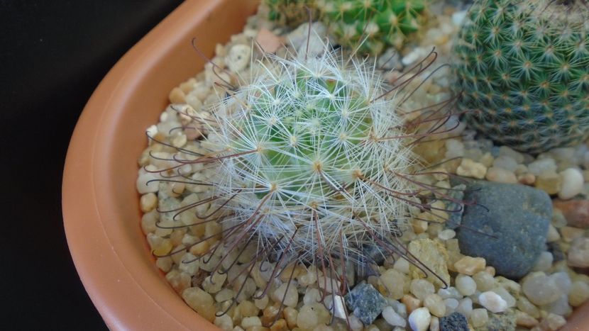 Mammillaria longiflora, SB494, Coneto Pass, Durango, Mx. - Cactusi 2020 - catalogare 3