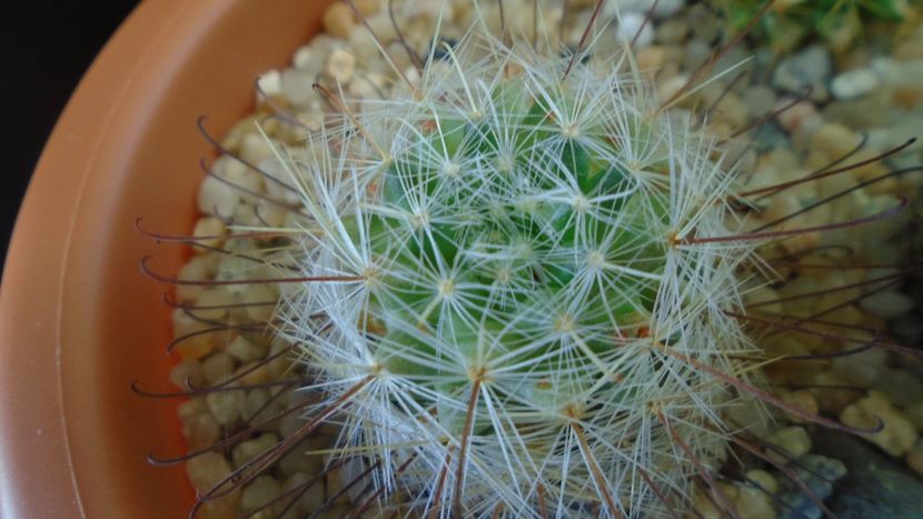 Mammillaria longiflora, SB494, Coneto Pass, Durango, Mx. - Cactusi 2020 - catalogare 3