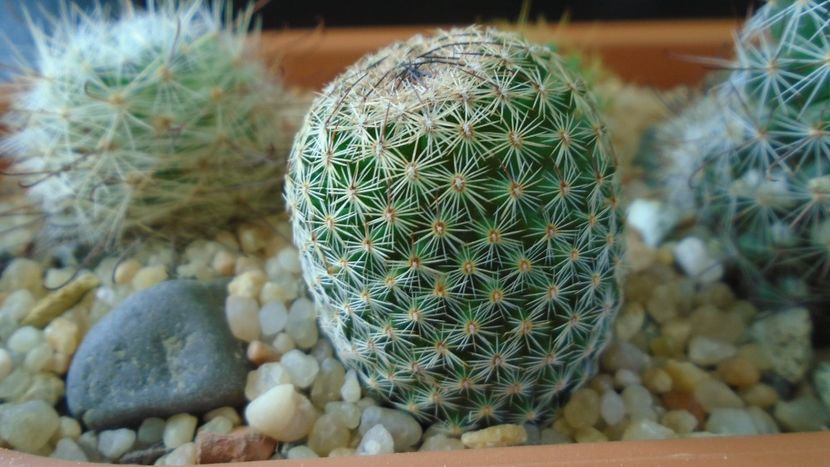 Mammillaria matudae - Cactusi 2020 - catalogare 3