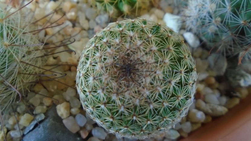 Mammillaria matudae - Cactusi 2020 - catalogare 3