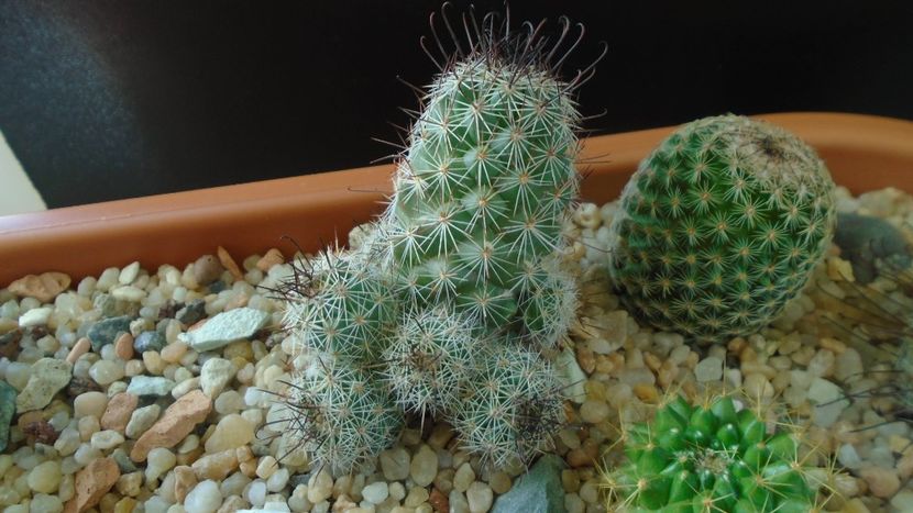 Mammillaria grahamii ssp. sheldonii - Cactusi 2020 - catalogare 3