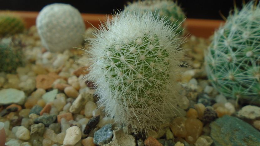 Mammillaria senilis v. albiflora - Cactusi 2020 - catalogare 3