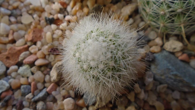 Mammillaria senilis v. albiflora - Cactusi 2020 - catalogare 3