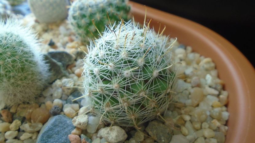 Mammillaria boolii - Cactusi 2020 - catalogare 3