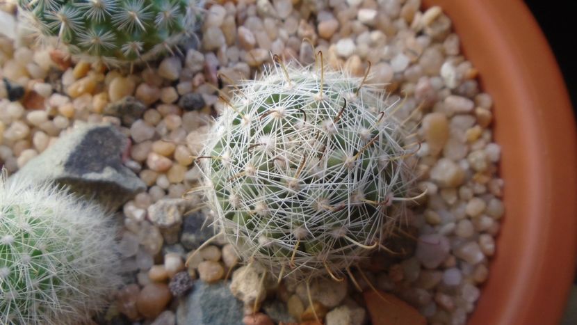Mammillaria boolii - Cactusi 2020 - catalogare 3