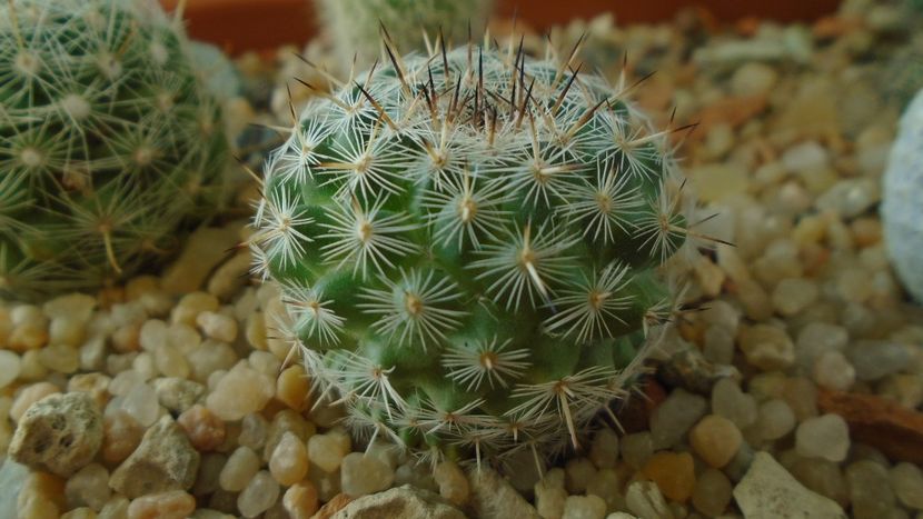 Mammillaria albata v. sanciro - Cactusi 2020 - catalogare 3