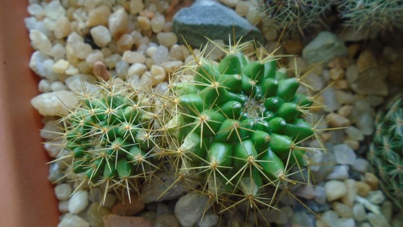 Mammillaria marksiana - Cactusi 2020 - catalogare 3