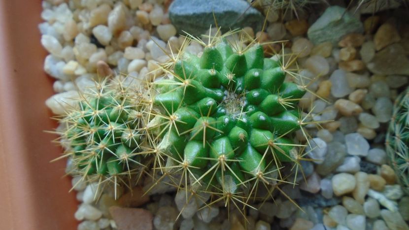 Mammillaria marksiana - Cactusi 2020 - catalogare 3