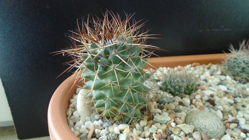 Mammillaria rhodantha - Cactusi 2020 - catalogare 3