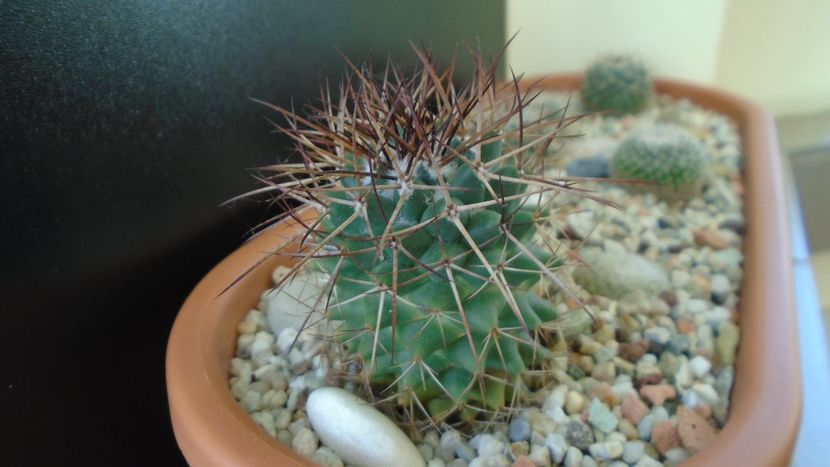 Mammillaria rhodantha - Cactusi 2020 - catalogare 3