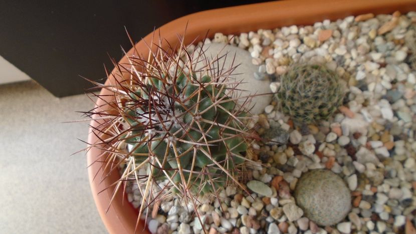 Mammillaria rhodantha - Cactusi 2020 - catalogare 3