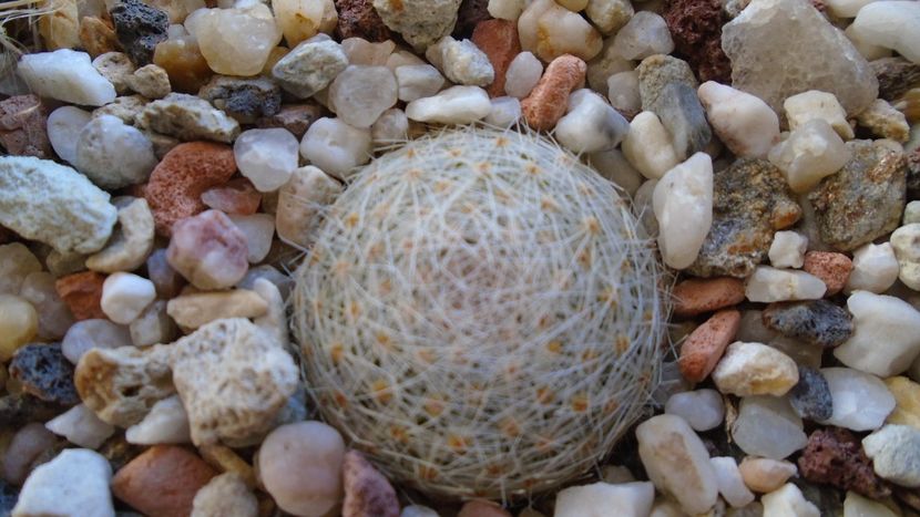Mammillaria lenta - Cactusi 2020 - catalogare 3