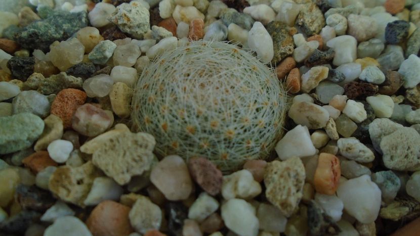 Mammillaria lenta - Cactusi 2020 - catalogare 3