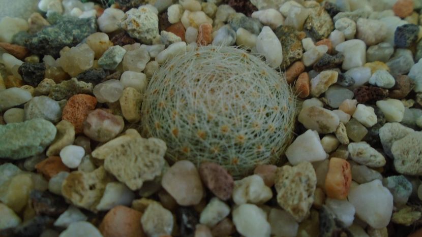 Mammillaria lenta - Cactusi 2020 - catalogare 3