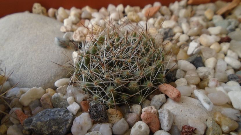 Mammillaria picta - Cactusi 2020 - catalogare 3