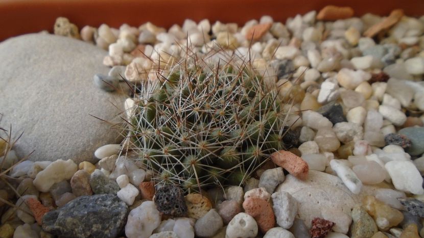Mammillaria picta - Cactusi 2020 - catalogare 3