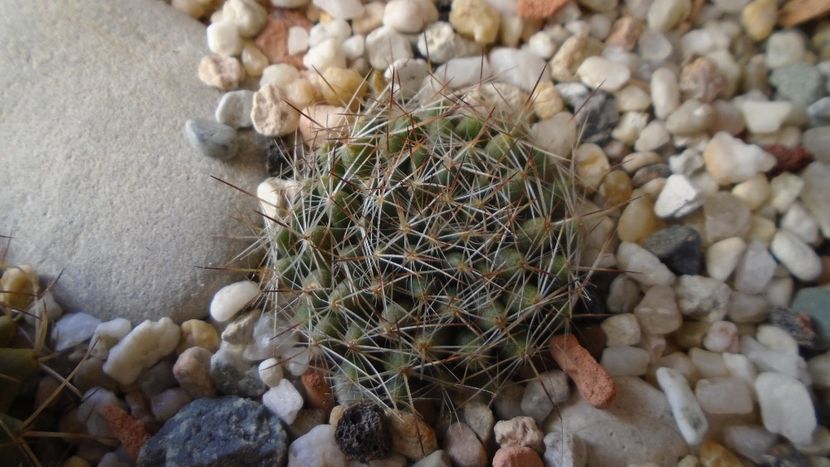 Mammillaria picta - Cactusi 2020 - catalogare 3