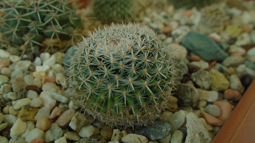 Mammillaria perbella - Cactusi 2020 - catalogare 3