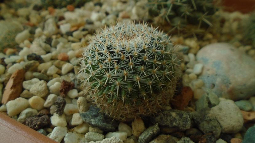 Mammillaria perbella - Cactusi 2020 - catalogare 3
