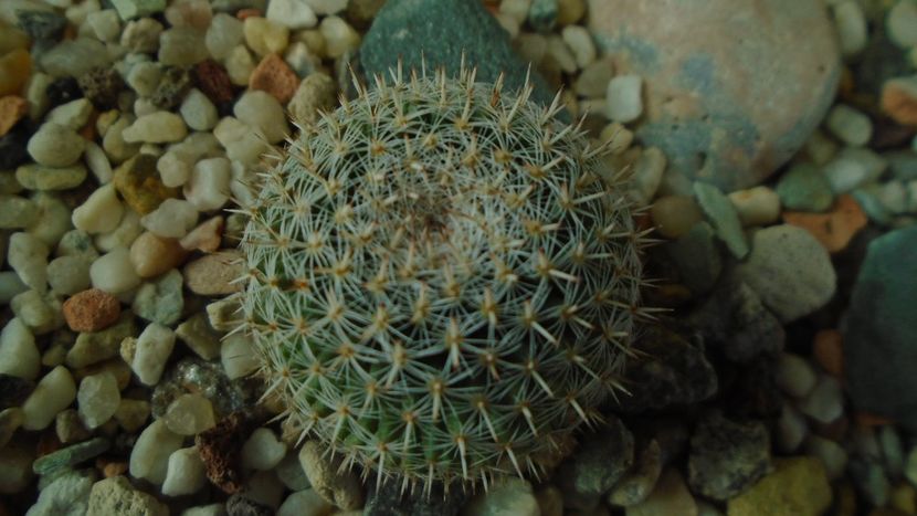 Mammillaria perbella - Cactusi 2020 - catalogare 3