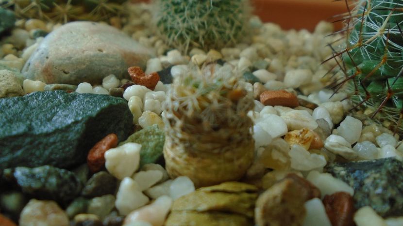 Mammillaria standleyi - Cactusi 2020 - catalogare 3