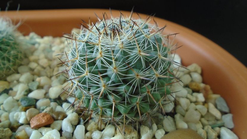 Mammillaria sp. - Cactusi 2020 - catalogare 3
