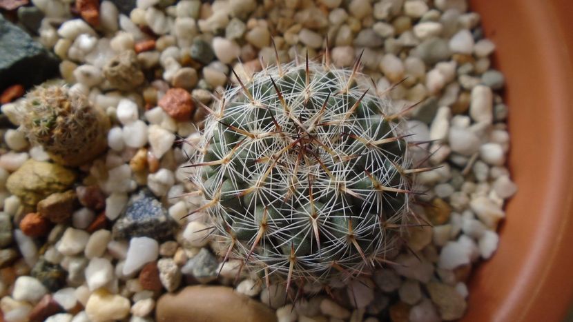 Mammillaria sp. - Cactusi 2020 - catalogare 3