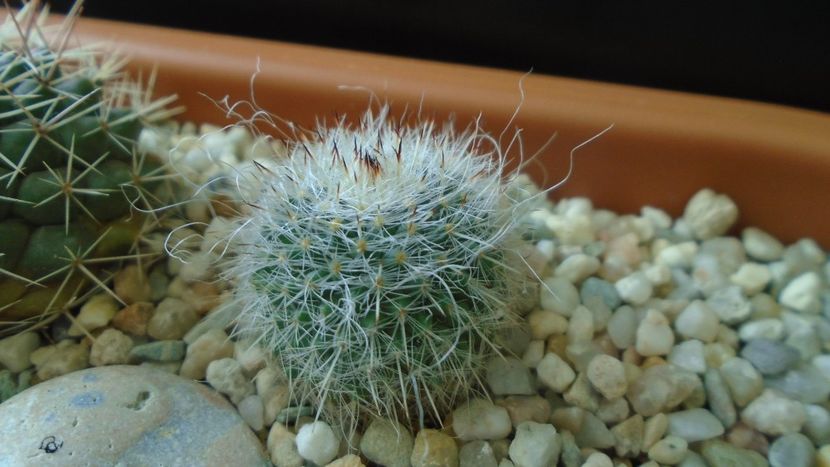 Mammillaria hahniana, Queretaro, Mx. - Cactusi 2020 - catalogare 3