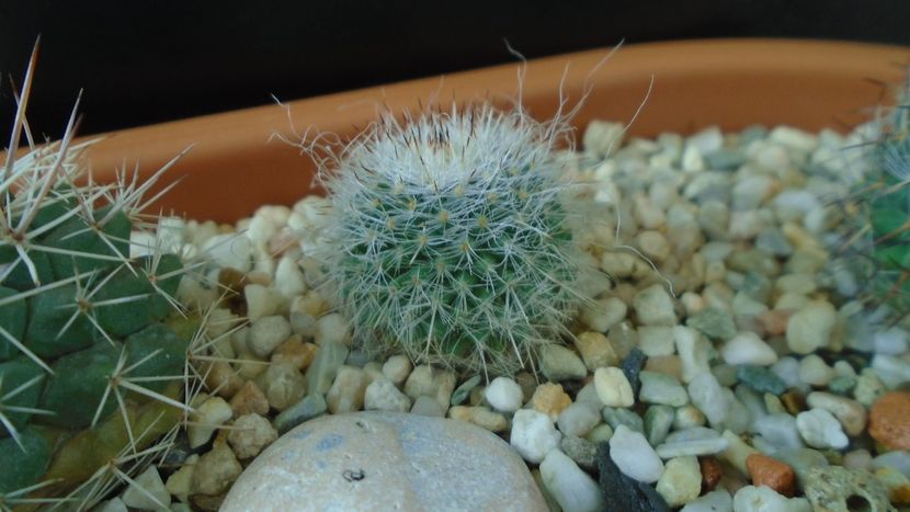 Mammillaria hahniana, Queretaro, Mx. - Cactusi 2020 - catalogare 3